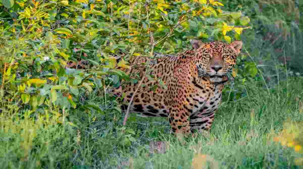 Onça na região do Jatobazinho (Foto: Matias Rebak/Rewilding Argentina/AFP) - (Foto: Matias Rebak/Rewilding Argentina/AFP)