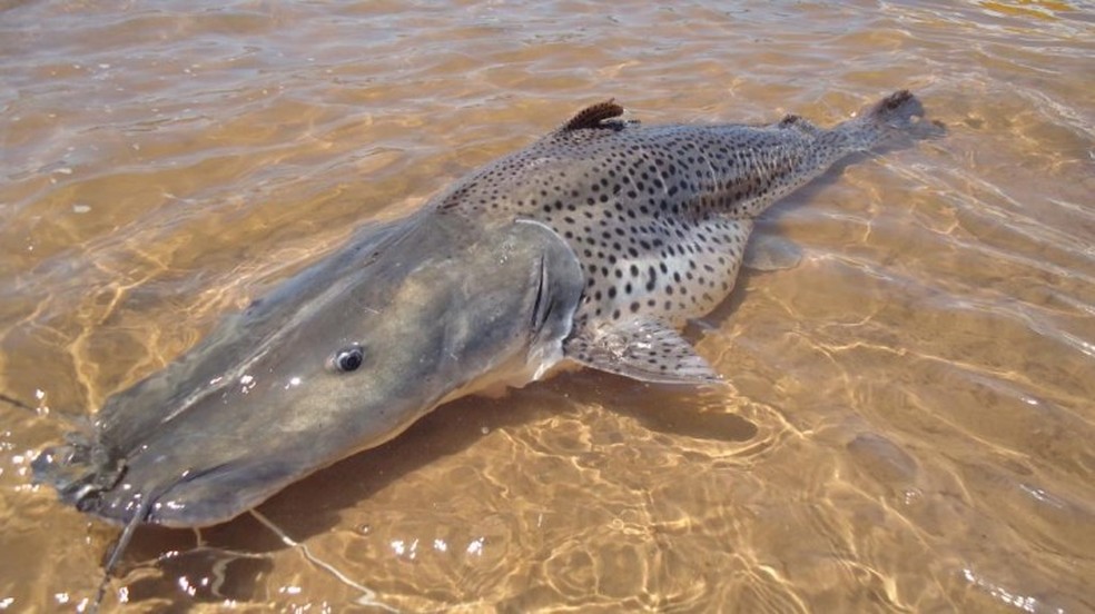 Pintado é encontrado em rios do Pantanal e da Bacia do Alto Paraguai. (Foto: Governo de MS)