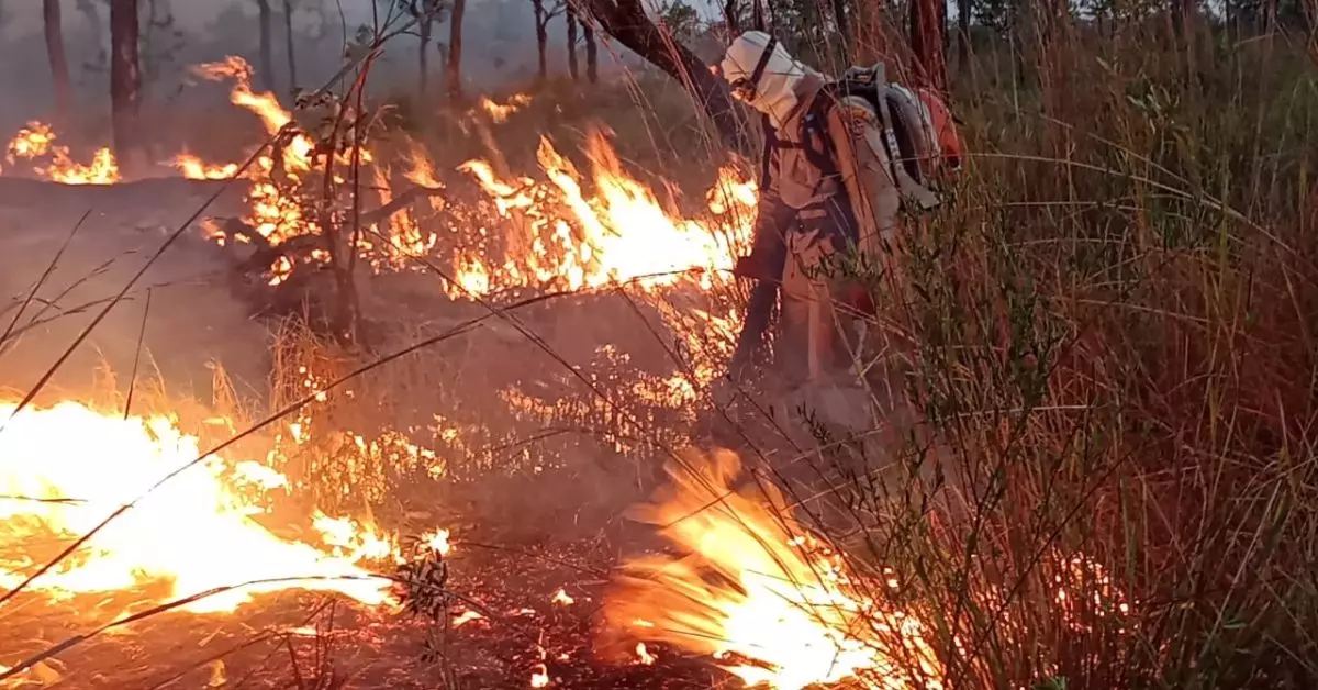 Militar durante combate a incêndio florestal no Pantanal. (Foto: Corpo de Bombeiros)