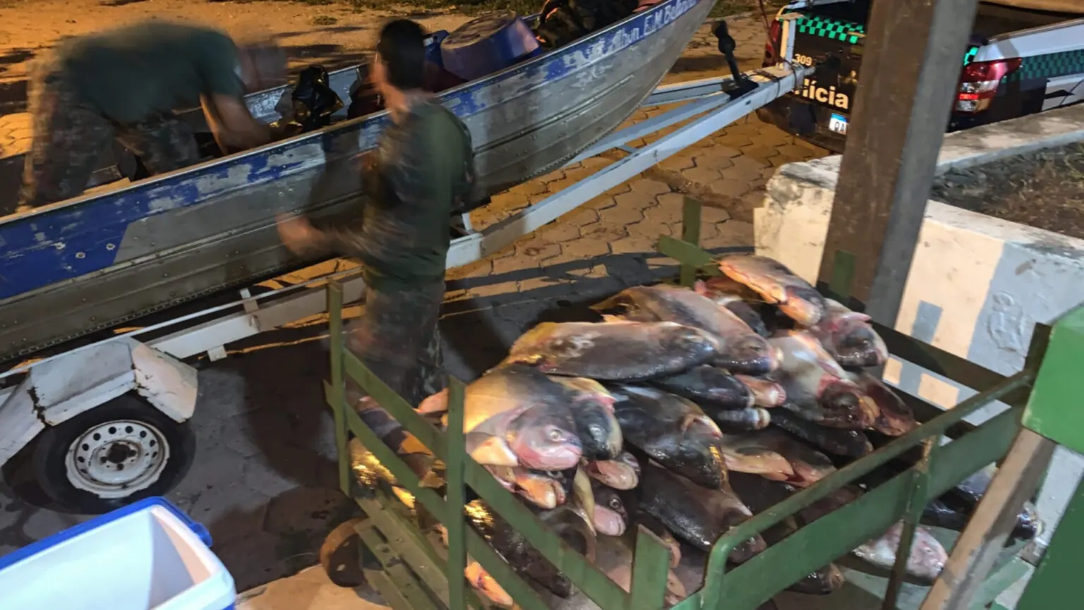 Carga de peixes apreendidos (Foto: Divulgação/PMA)