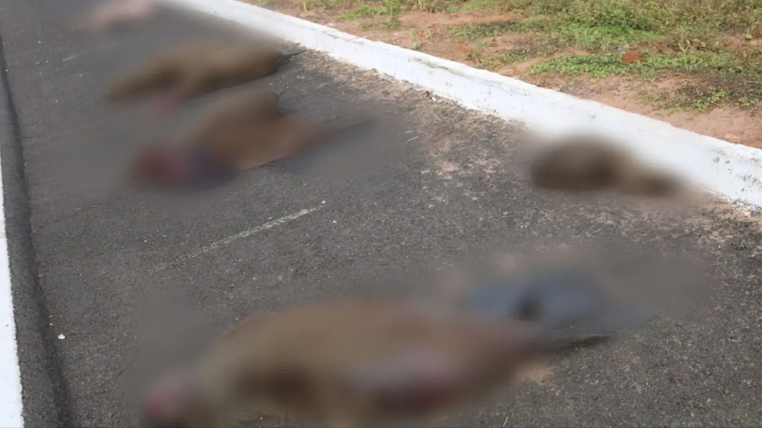 Animais mortos lado a lado no acostamento da rodovia. (Foto: Prefeitura de Alcinópolis)