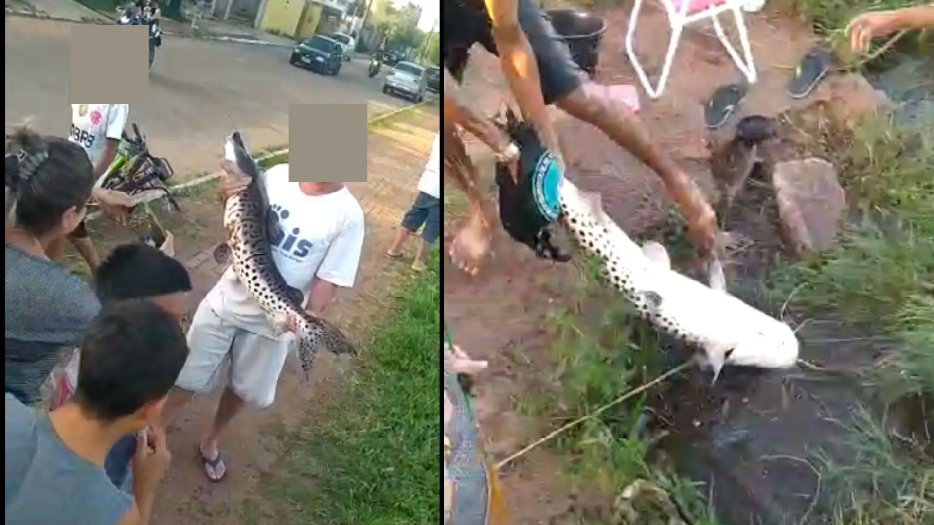 Peixe da espécie cachara (Foto: Reprodução vídeo)