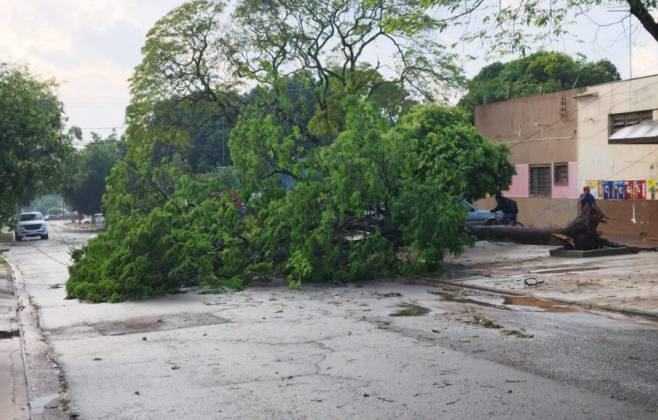 &Aacute;vore atingiu redes de energia em Dourados; Foto: Sidnei Bronka/Ligado Na Not&iacute;cia