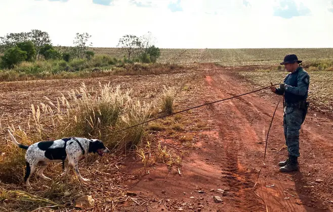 C&atilde;o farejador auxilia nas buscas; Foto: Pol&iacute;cia Militar