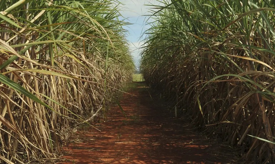 O acúcar foi um dos produtos campeões nas exportações em fevereiroFoto: Elza Fiúza/Agência Brasil