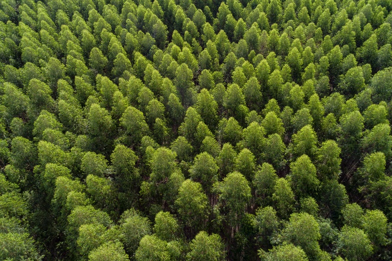 As vagas são destinadas para a atividade florestal da Arauco. Foto: Zig Koch