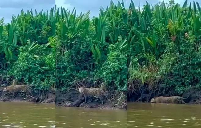 Onça-pintada é flagrada às margens de rio no Pantanal