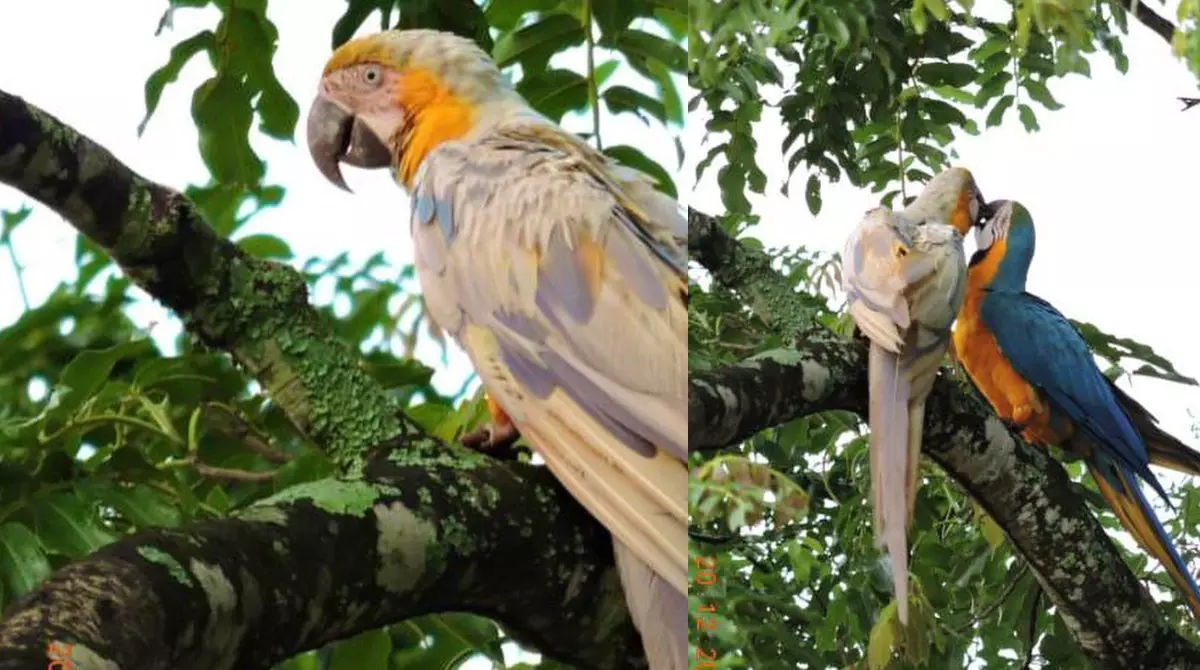 Arara com mutação surgiu acompanhada de uma arara-canindé de coloração normal - (Fotos: Suélen Vian)