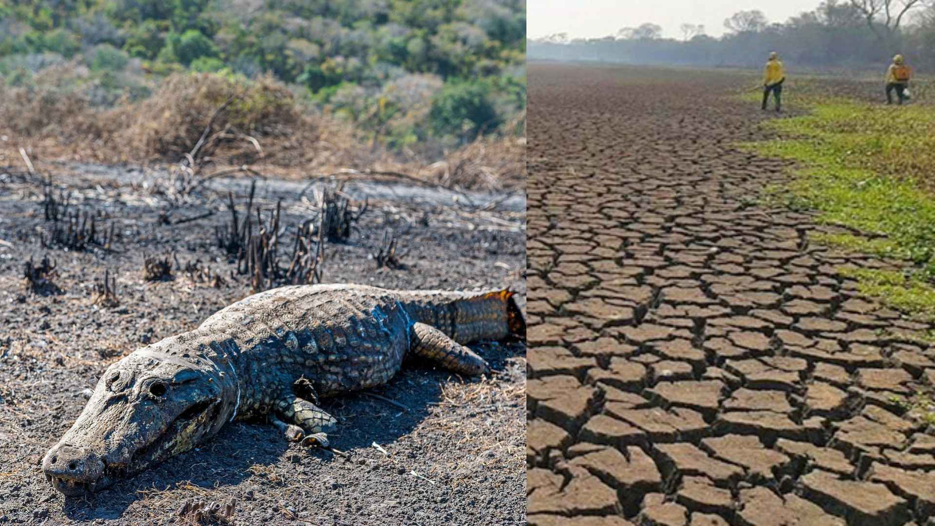 Seca no Pantanal. (Fotos: montagem Observatório do Pantanal e Gustavo Figueirôa).