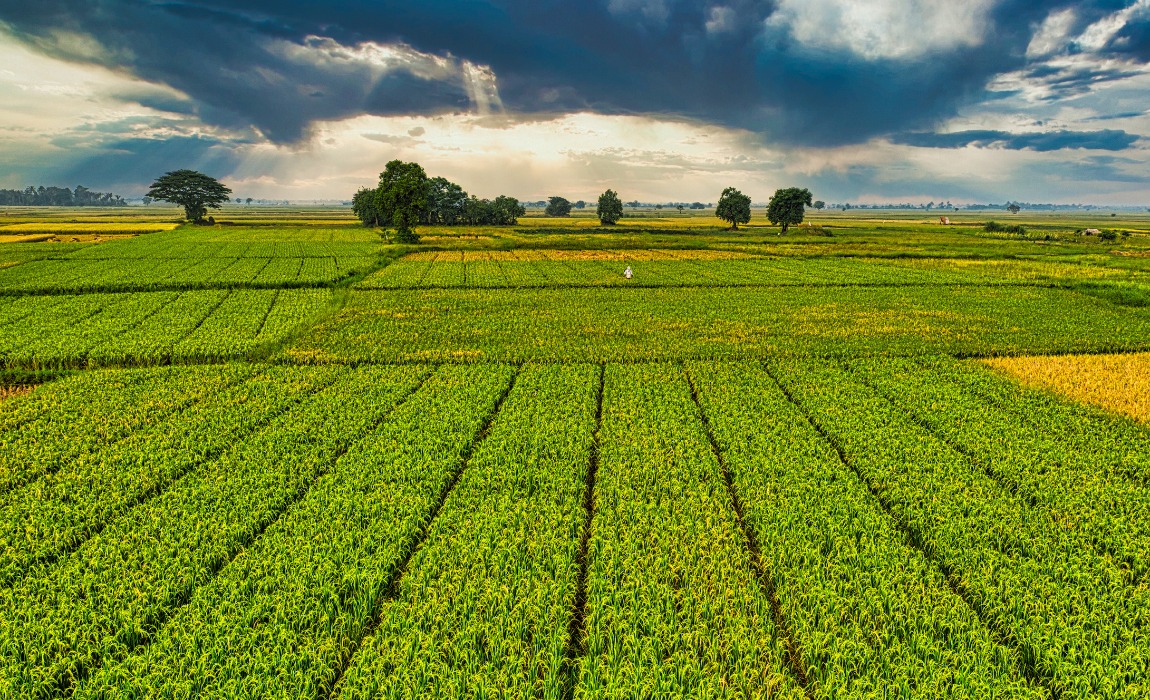 Foto: AgroRevenda