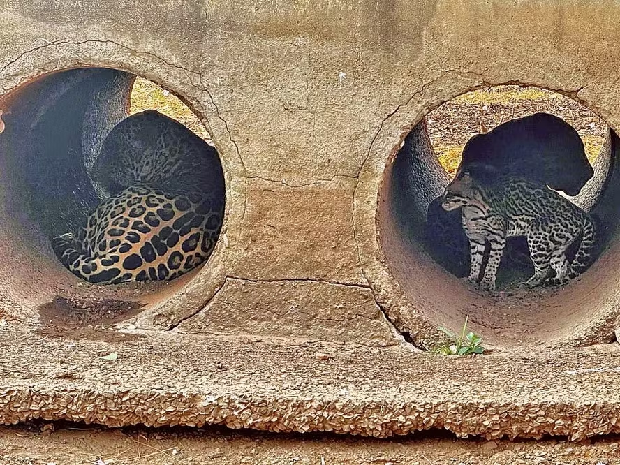 Onças Divino e Timburé flagradas em manilhas, em tentativa de fugir do fogo no Pantanal  Foto: Divulgação / Onçafari