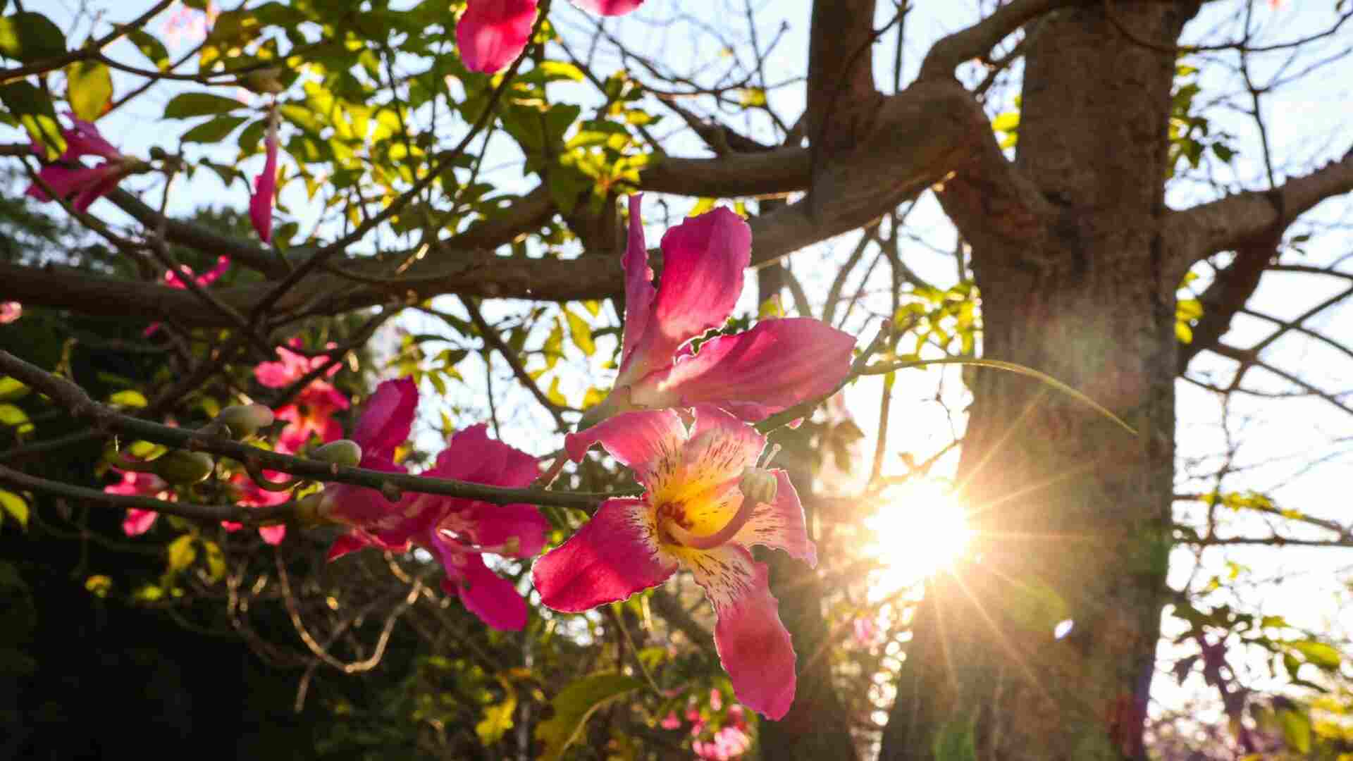 Primavera começa neste domingo (22)(Nathalia Alcântara, arquivo Jornal Midiamax)