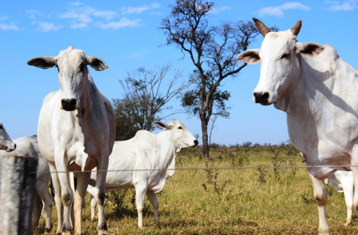 Foto: Governo de MS