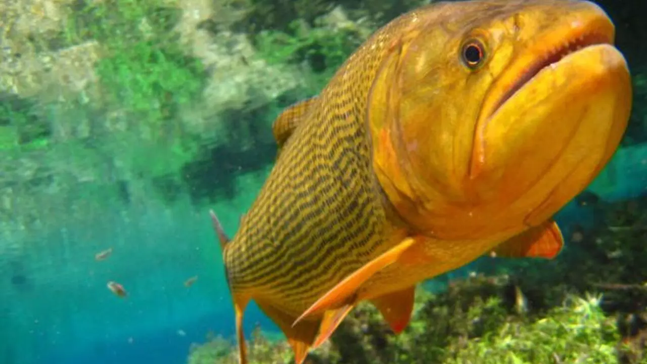 Pesca do Dourado continua proibida (Divulgação, Imasul)