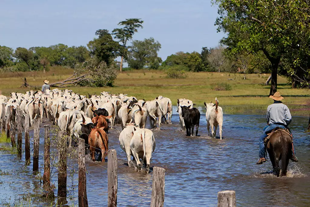 Comitiva conduz boiada por área alagada no Pantanal; região tem 20% do rebanho bovino de MS. (Foto: Divulgação/Famasul) 