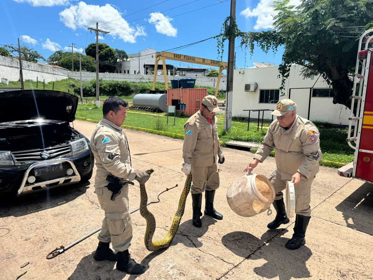 Captura da serpente feita no na região central de Ladário (Divulgação/CBMMS)