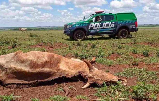 Pol&iacute;cia encontrou animais em maus tratos(Foto: reprodu&ccedil;&atilde;o, PMA)