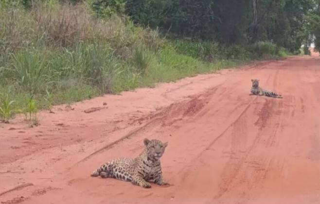 Filhotes de on&ccedil;a s&atilde;o avistados em estrada de MS; veja v&iacute;deo - Cr&eacute;dito: Panorama do MS