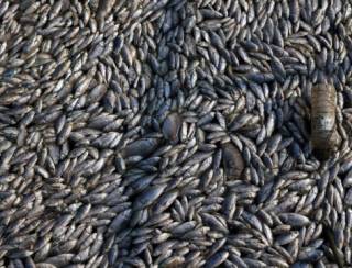 Milhares de peixes morrem e água fica verde na represa Billings, em SP