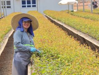 Mulheres ocupam 85% das vagas em viveiro de mudas e mostram a força da inserção no mercado de trabalho