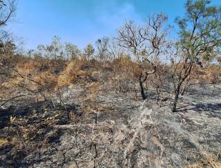 Voluntários vão ajudar na recuperação da Floresta Nacional de Brasília