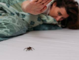 Picadas de aranhas são segunda causa de envenenamento no país