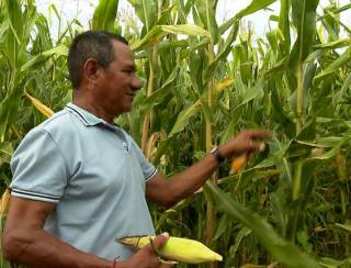 Brasil investe em algodão com identidade latino-americana