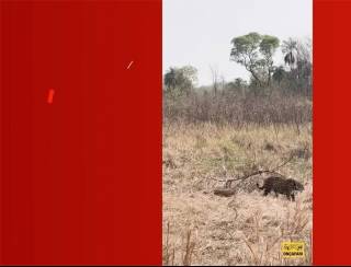 Vídeo: mãe e filhote de onça-pintada sobreviventes dos incêndios no Pantanal são vistos juntos em Miranda