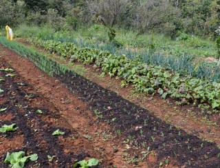 COP 16 da Biodiversidade discute alimentação sustentável