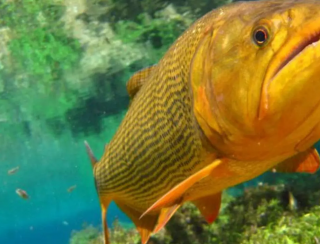 A quatro meses do prazo, Imasul ainda não iniciou estudo que avaliará proibição da pesca do Dourado