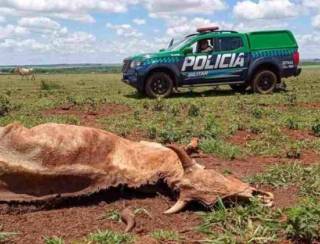 Pecuarista de Dourados é multado em mais de R$ 15 mil por deixar gado morrer de fome