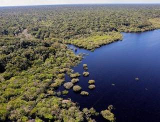 Petrobras e BNDES fazem parceria para restauração na Amazônia