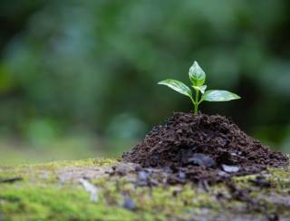 Prazo para conferências municipais do meio ambiente é prorrogado