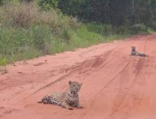 Naviraí: Filhotes de onça são avistados em estrada de MS