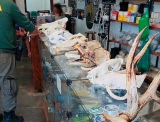 Campo Grande: Lojista é multado em R$ 24 mil por expor cabeça de animais