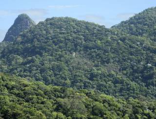 Mata Atlântica: 80% de espécies de árvores estão ameaçadas de extinção