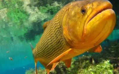 Governo de MS prorroga proibição da pesca do dourado por mais um ano