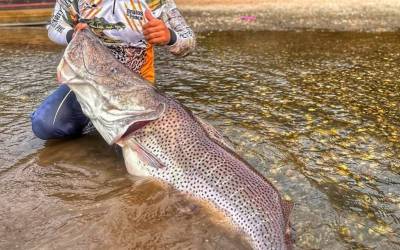 VÍDEO: 1,76m: Pescador de MS pega maior pintado da história no Brasil