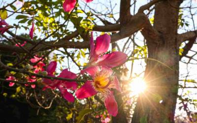 Primavera começa com alerta de calor em todo MS e temperatura pode chegar a 43°C