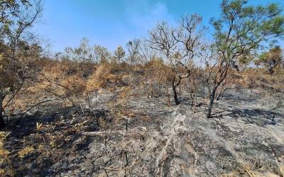 Voluntários vão ajudar na recuperação da Floresta Nacional de Brasília