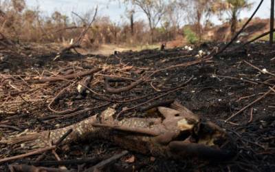 Advogado é multado em R$ 50 milhões por incêndio recorde no pantanal