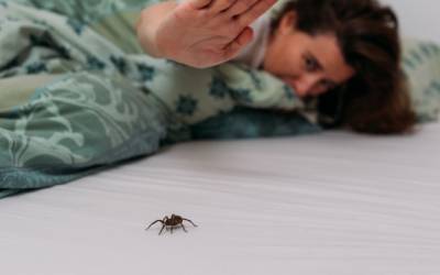 Picadas de aranhas são segunda causa de envenenamento no país