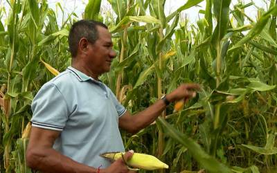 Brasil investe em algodão com identidade latino-americana