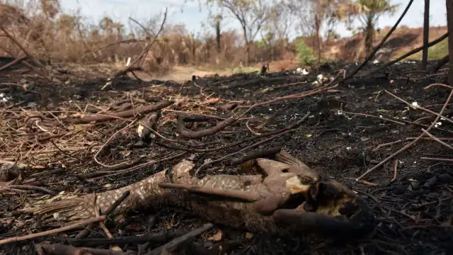 Governo Lula envia ao Congresso projeto que aumenta pena para quem causar incêndios florestais