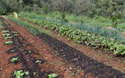 COP 16 da Biodiversidade discute alimentação sustentável