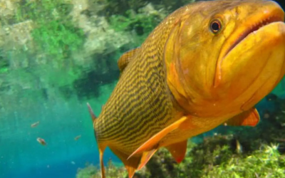 A quatro meses do prazo, Imasul ainda não iniciou estudo que avaliará proibição da pesca do Dourado