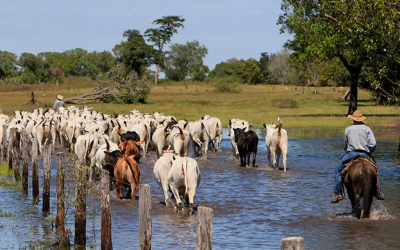 Pecuária cresce no Pantanal e consolida setor como o que mais gera empregos 