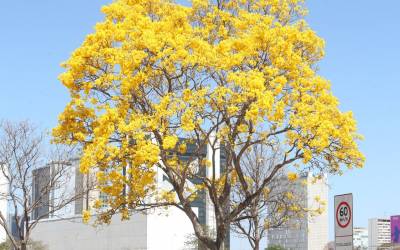 Vegetação urbana cresceu 5% ao ano nas últimas quatro décadas