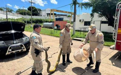 Bombeiros capturam sucuri de três metros que estava no motor de carro