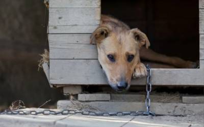 Aprovado projeto que multa tutor em até R$ 3 mil que acorrentar cães e gatos